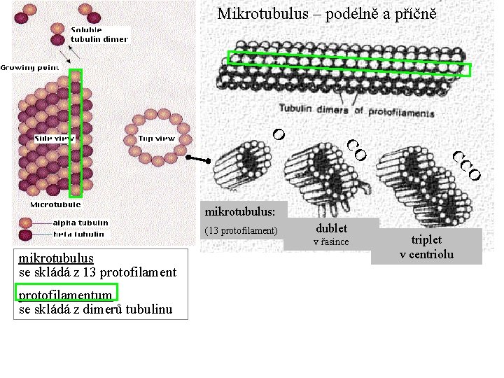 Mikrotubulus – podélně a příčně O O CC CO mikrotubulus: (13 protofilament) dublet v