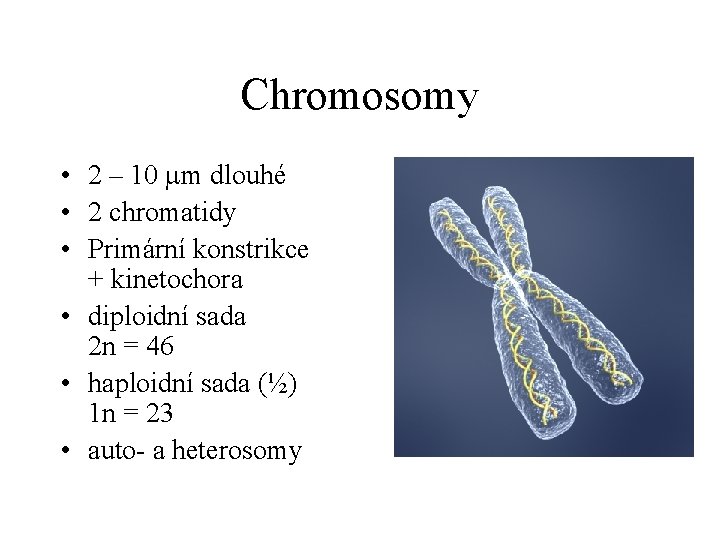 Chromosomy • 2 – 10 m dlouhé • 2 chromatidy • Primární konstrikce +