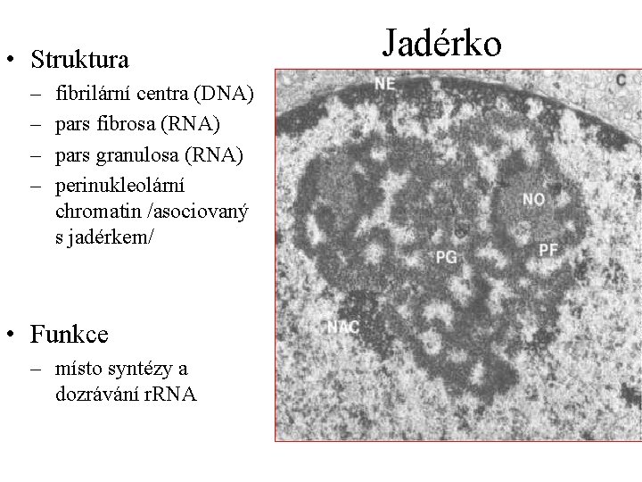  • Struktura – – fibrilární centra (DNA) pars fibrosa (RNA) pars granulosa (RNA)