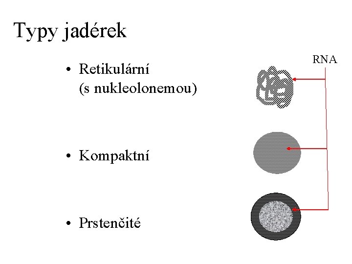 Typy jadérek • Retikulární (s nukleolonemou) • Kompaktní • Prstenčité RNA 