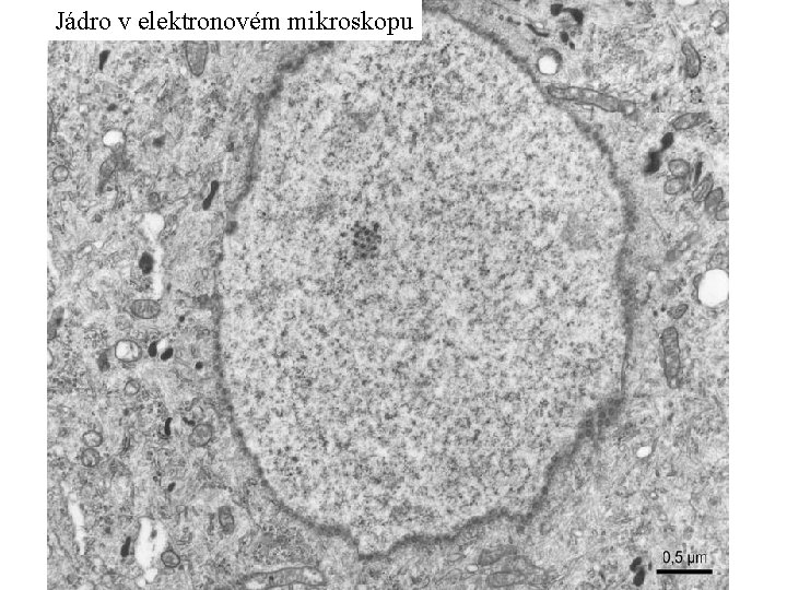 Jádro v elektronovém mikroskopu Jádro 