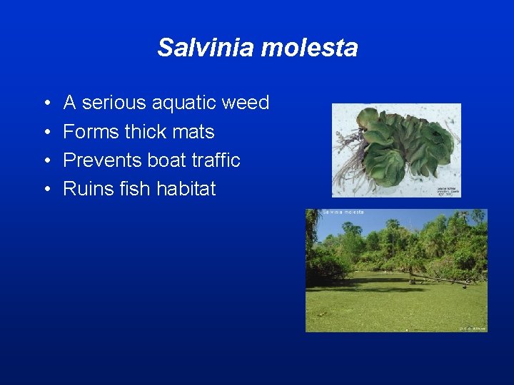 Salvinia molesta • • A serious aquatic weed Forms thick mats Prevents boat traffic