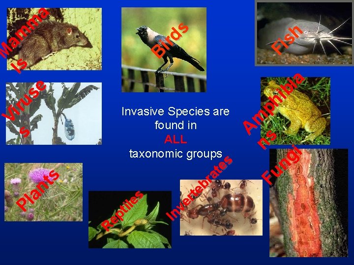 A m n Fu s ph ng ib ia i In ve rt eb