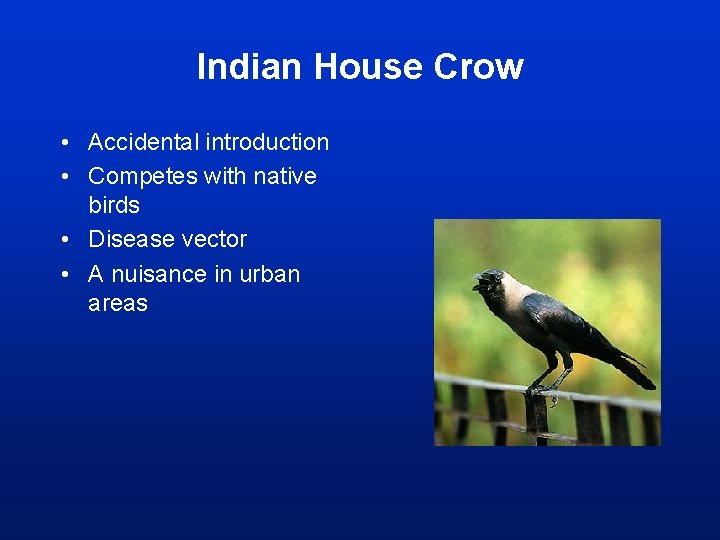 Indian House Crow • Accidental introduction • Competes with native birds • Disease vector