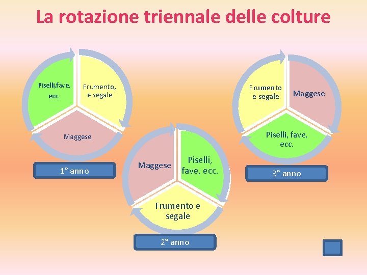 La rotazione triennale delle colture Piselli, fave, ecc. Frumento, e segale Frumento e segale