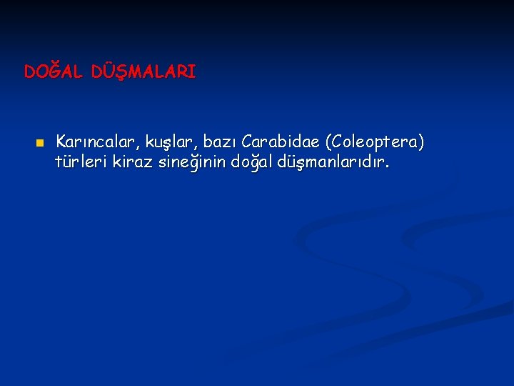 DOĞAL DÜŞMALARI n Karıncalar, kuşlar, bazı Carabidae (Coleoptera) türleri kiraz sineğinin doğal düşmanlarıdır. 