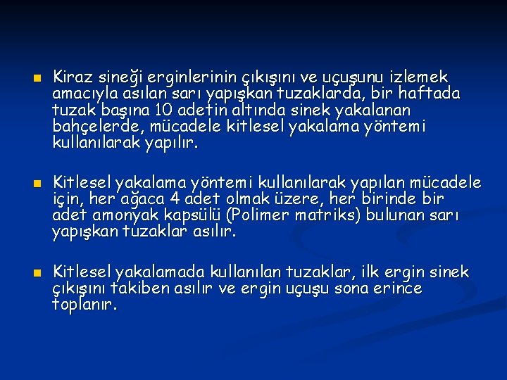 n n n Kiraz sineği erginlerinin çıkışını ve uçuşunu izlemek amacıyla asılan sarı yapışkan