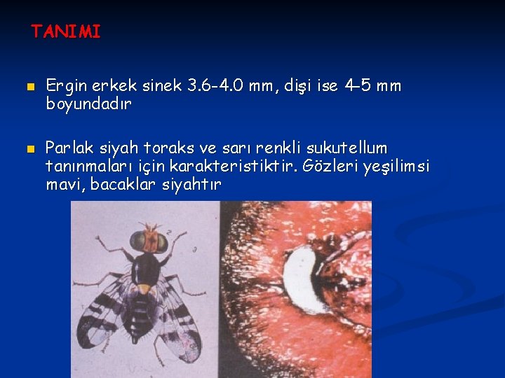 TANIMI n n Ergin erkek sinek 3. 6 -4. 0 mm, dişi ise 4