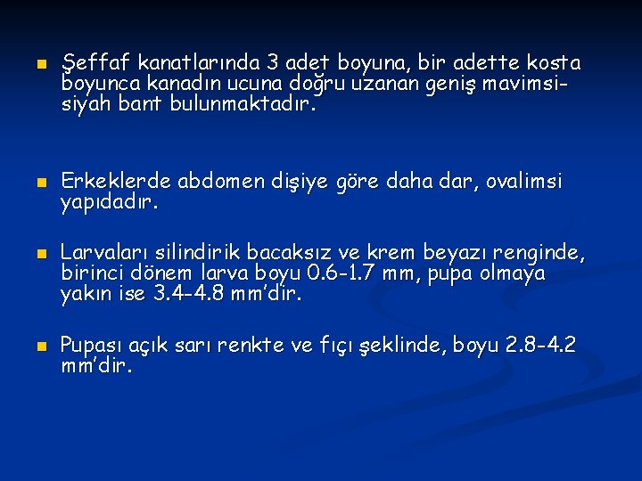 n n Şeffaf kanatlarında 3 adet boyuna, bir adette kosta boyunca kanadın ucuna doğru