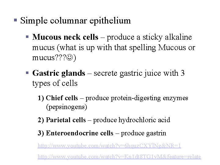 Specialized Mucosa of the Stomach § Simple columnar epithelium § Mucous neck cells –