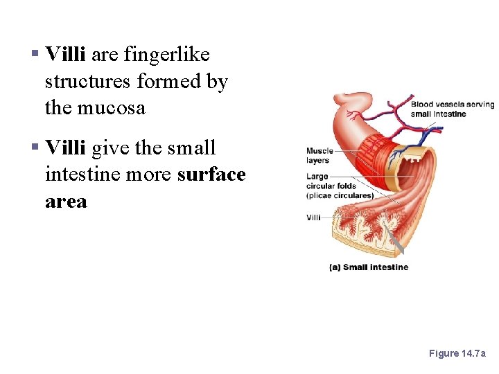 Villi of the Small Intestine § Villi are fingerlike structures formed by the mucosa