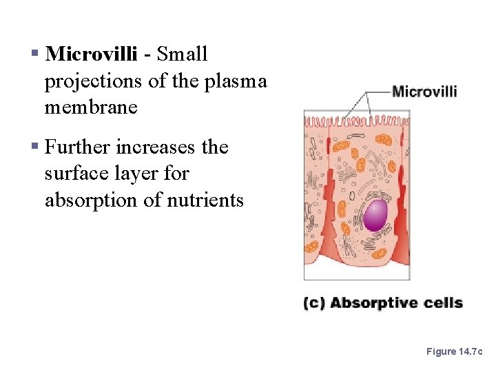 Microvilli of the Small Intestine § Microvilli - Small projections of the plasma membrane