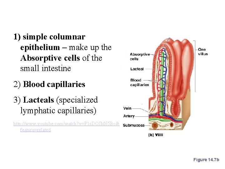 Structures Involved in Absorption of Nutrients 1) simple columnar epithelium – make up the