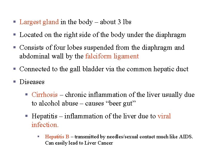 Liver § Largest gland in the body – about 3 lbs § Located on