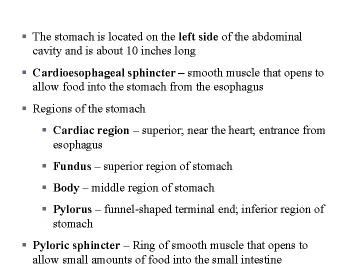 Stomach Anatomy § The stomach is located on the left side of the abdominal