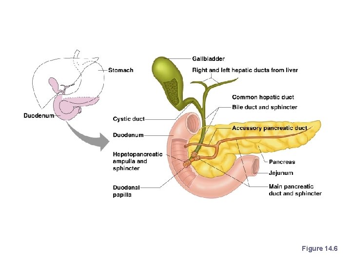 Chemical Digestion in the Small Intestine Figure 14. 6 