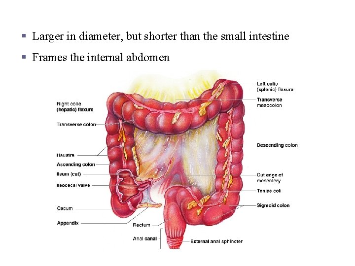 Large Intestine § Larger in diameter, but shorter than the small intestine § Frames