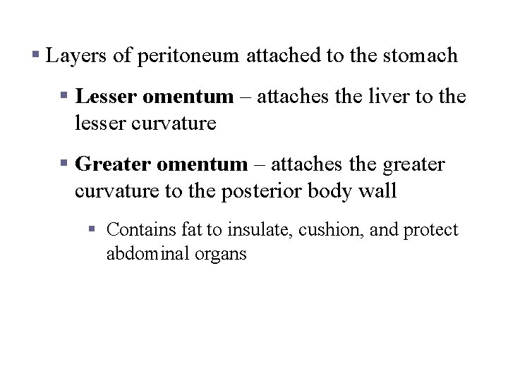 Stomach Anatomy § Layers of peritoneum attached to the stomach § Lesser omentum –