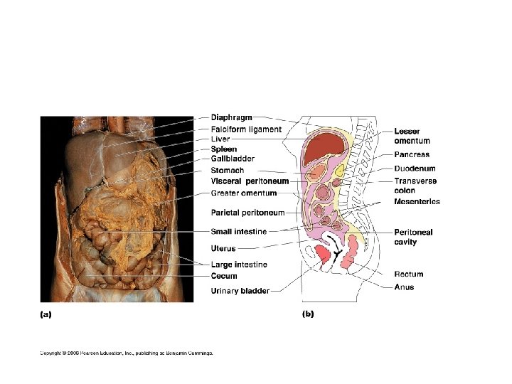Stomach Anatomy 