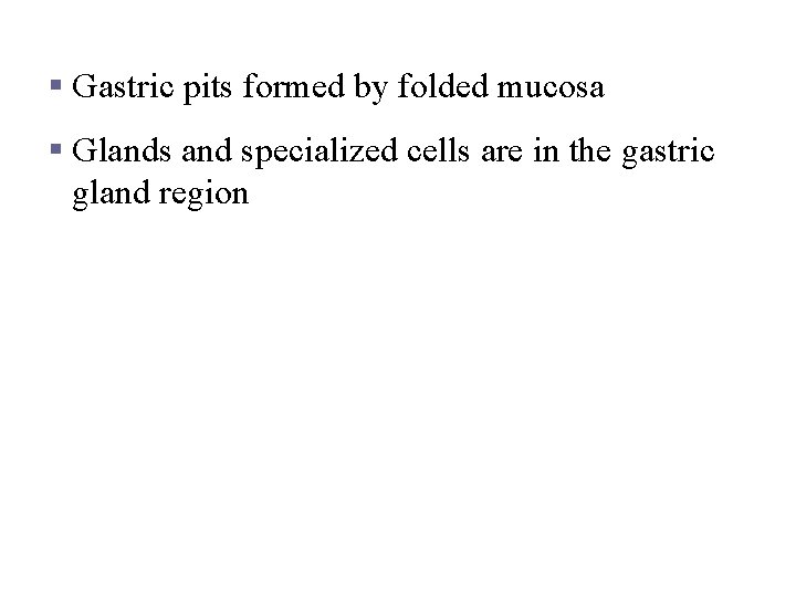 Structure of the Stomach Mucosa § Gastric pits formed by folded mucosa § Glands