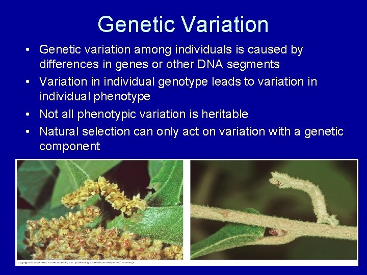 Genetic Variation • Genetic variation among individuals is caused by differences in genes or