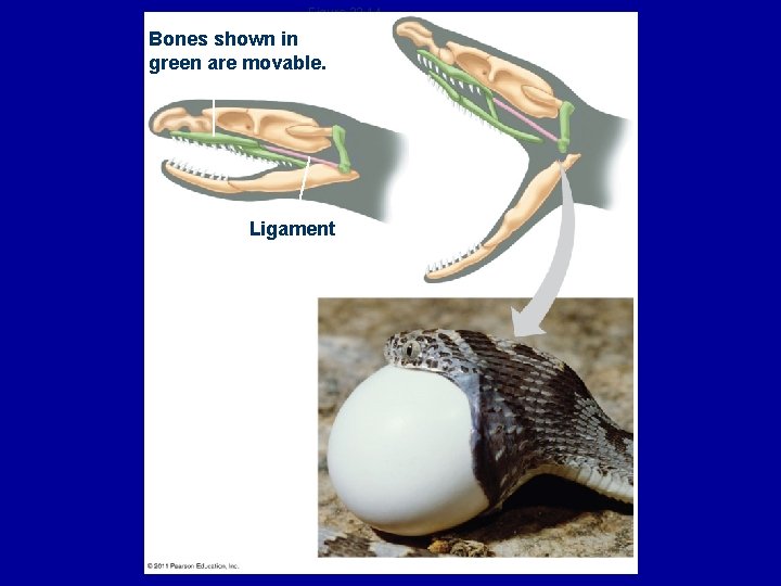 Figure 23. 14 Bones shown in green are movable. Ligament 