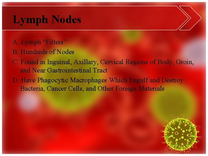 Lymph Nodes A. Lymph “Filters” B. Hundreds of Nodes C. Found in Inguinal, Axillary,