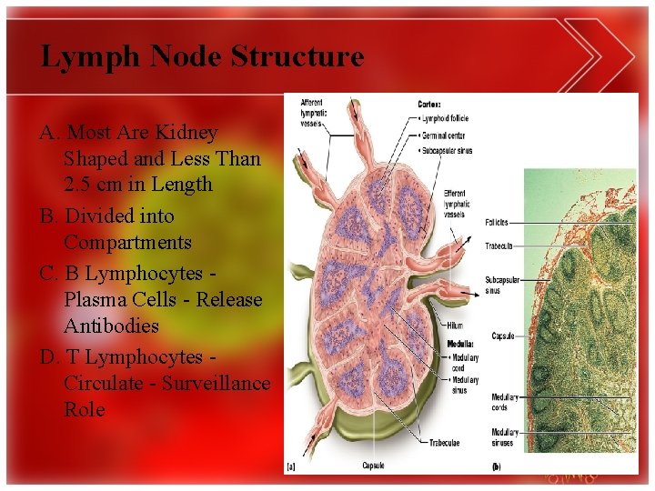 Lymph Node Structure A. Most Are Kidney Shaped and Less Than 2. 5 cm