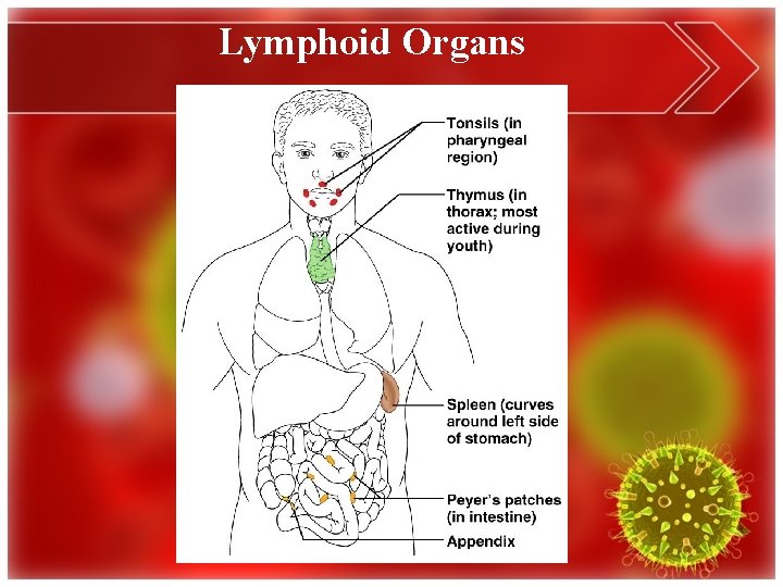 Lymphoid Organs 