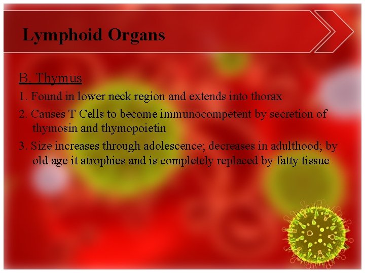 Lymphoid Organs B. Thymus 1. Found in lower neck region and extends into thorax