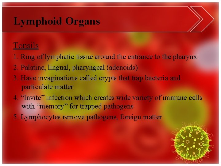 Lymphoid Organs Tonsils 1. Ring of lymphatic tissue around the entrance to the pharynx
