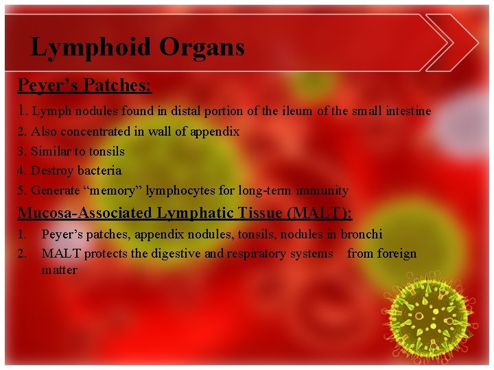 Lymphoid Organs Peyer’s Patches: 1. Lymph nodules found in distal portion of the ileum