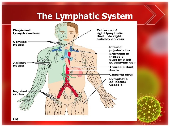 The Lymphatic System 