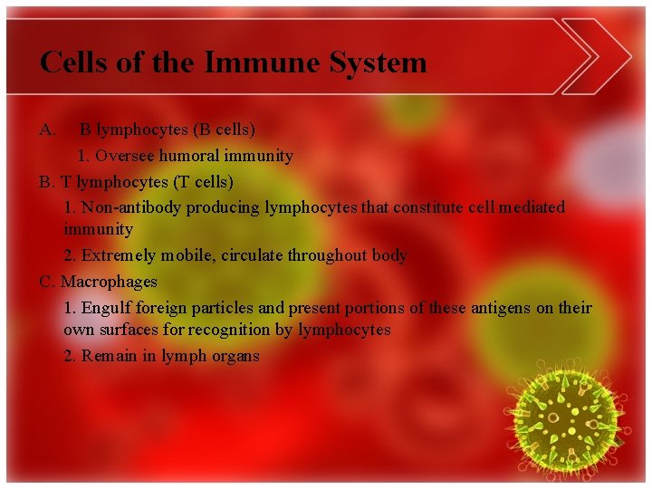 Cells of the Immune System A. B lymphocytes (B cells) 1. Oversee humoral immunity