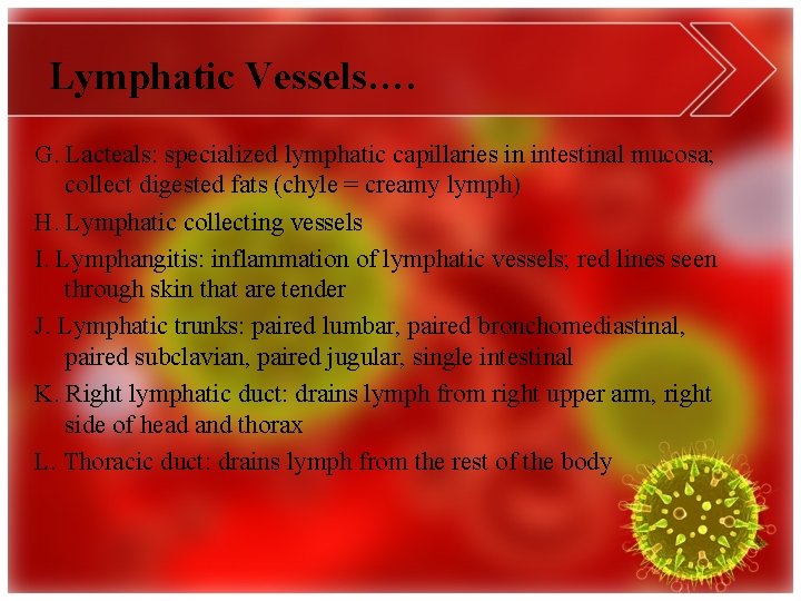Lymphatic Vessels…. G. Lacteals: specialized lymphatic capillaries in intestinal mucosa; collect digested fats (chyle