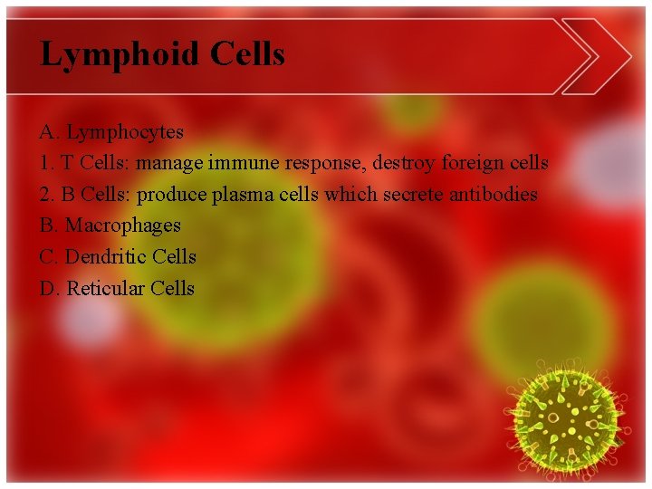 Lymphoid Cells A. Lymphocytes 1. T Cells: manage immune response, destroy foreign cells 2.