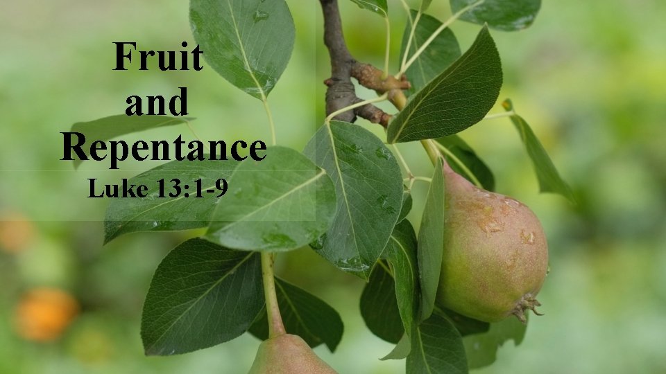 Fruit and Repentance Luke 13: 1 -9 