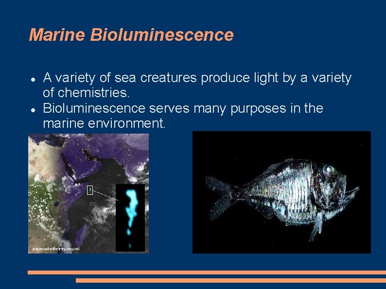 Marine Bioluminescence A variety of sea creatures produce light by a variety of chemistries.