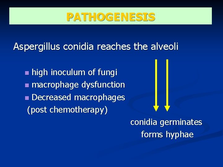 PATHOGENESIS Aspergillus conidia reaches the alveoli high inoculum of fungi macrophage dysfunction Decreased macrophages