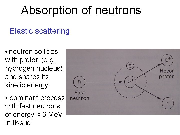 Absorption of neutrons Elastic scattering • neutron collides with proton (e. g. hydrogen nucleus)