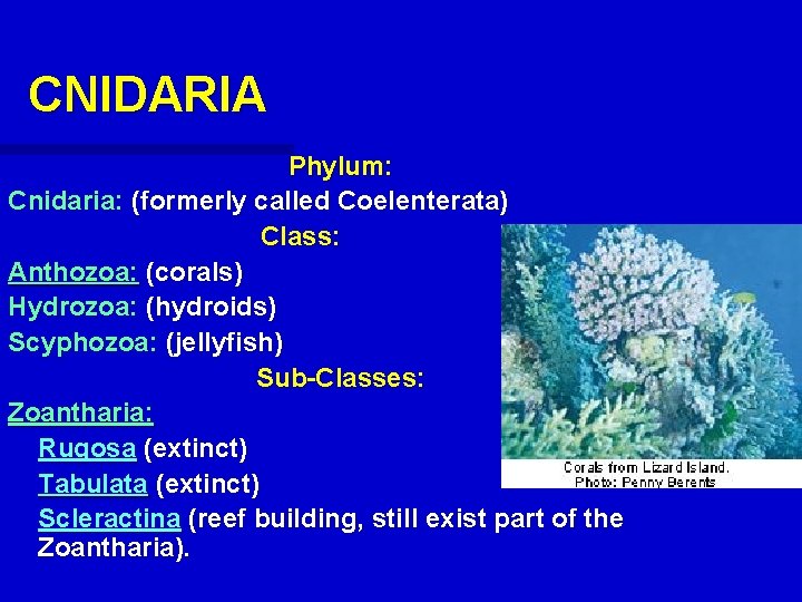 CNIDARIA Phylum: Cnidaria: (formerly called Coelenterata) Class: Anthozoa: (corals) Hydrozoa: (hydroids) Scyphozoa: (jellyfish) Sub-Classes: CNIDARIA Phylum: Cnidaria: (formerly called Coelenterata) Class: Anthozoa: (corals) Hydrozoa: (hydroids) Scyphozoa: (jellyfish) Sub-Classes:
