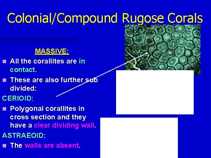 Colonial/Compound Rugose Corals MASSIVE: n All the corallites are in contact. n These are Colonial/Compound Rugose Corals MASSIVE: n All the corallites are in contact. n These are