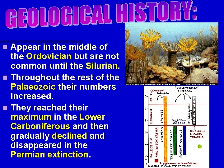 Appear in the middle of the Ordovician but are not common until the Silurian. Appear in the middle of the Ordovician but are not common until the Silurian.