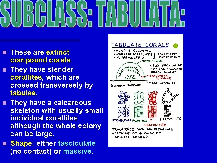 n n These are extinct compound corals. They have slender corallites, which are crossed n n These are extinct compound corals. They have slender corallites, which are crossed
