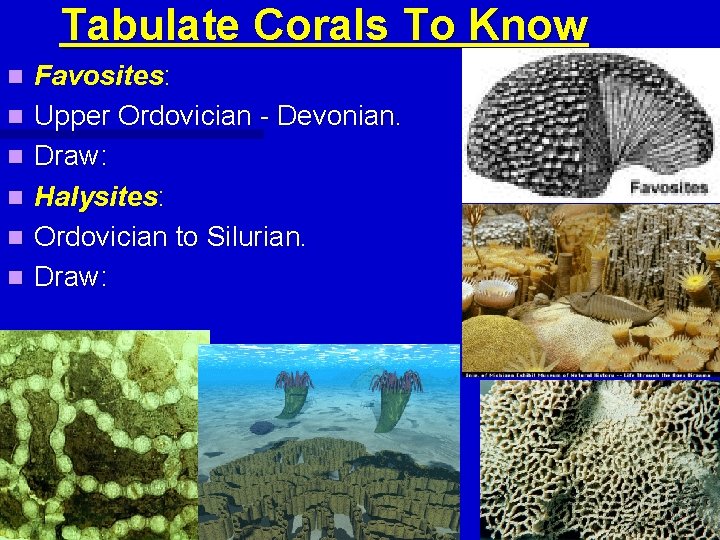Tabulate Corals To Know n n n Favosites: Upper Ordovician - Devonian. Draw: Halysites: Tabulate Corals To Know n n n Favosites: Upper Ordovician - Devonian. Draw: Halysites: