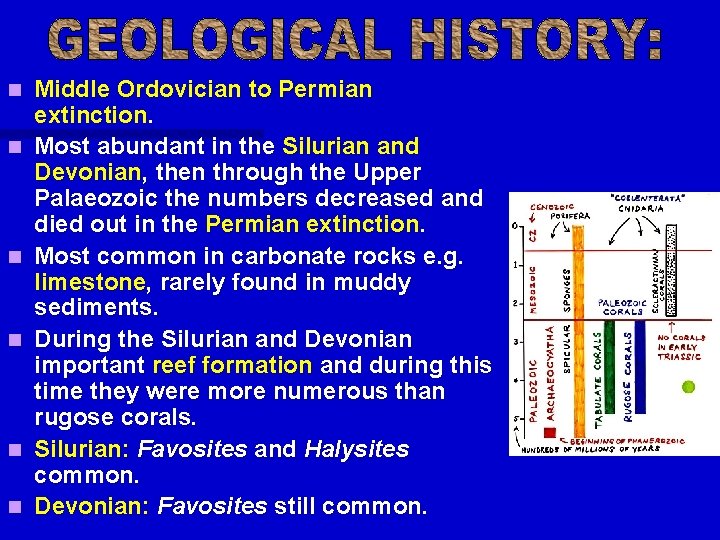 n n n Middle Ordovician to Permian extinction. Most abundant in the Silurian and n n n Middle Ordovician to Permian extinction. Most abundant in the Silurian and