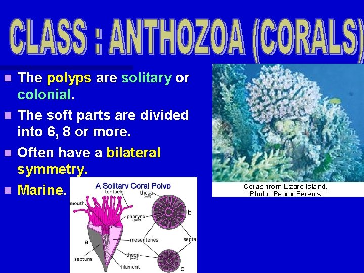 The polyps are solitary or colonial. n The soft parts are divided into 6, The polyps are solitary or colonial. n The soft parts are divided into 6,