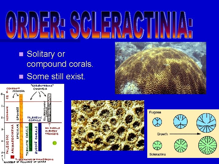 Solitary or compound corals. n Some still exist. n Solitary or compound corals. n Some still exist. n