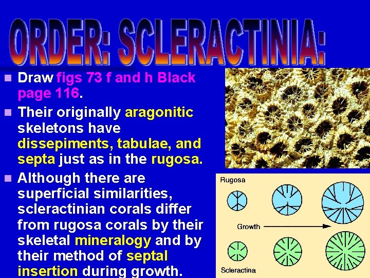 Draw figs 73 f and h Black page 116. n Their originally aragonitic skeletons Draw figs 73 f and h Black page 116. n Their originally aragonitic skeletons