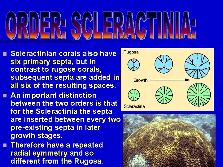 Scleractinian corals also have six primary septa, but in contrast to rugose corals, subsequent Scleractinian corals also have six primary septa, but in contrast to rugose corals, subsequent